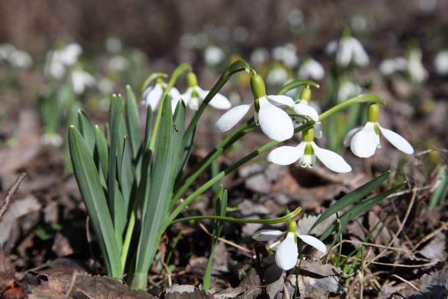 Подснежники Нижний Новгород