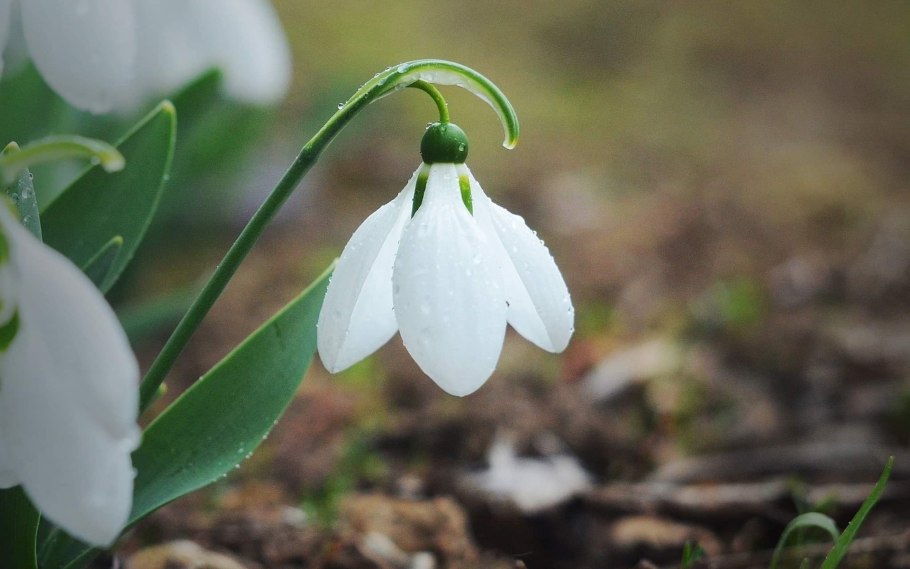 Подснежник узколистный