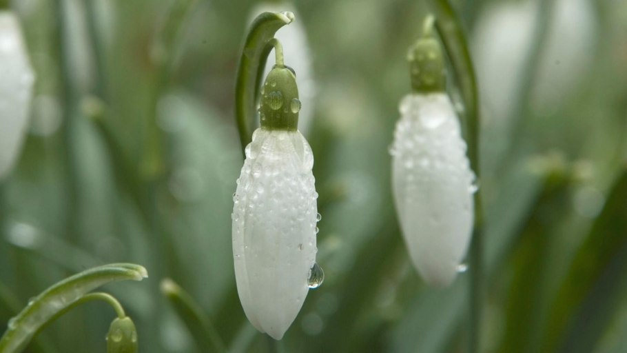 Подснежники во дворе