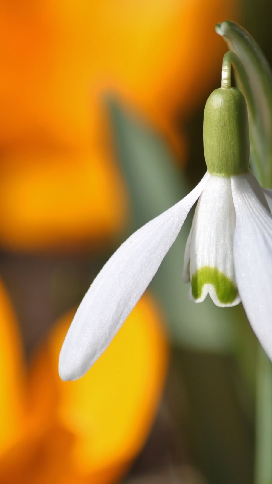Весенние луковичные белые цветочки