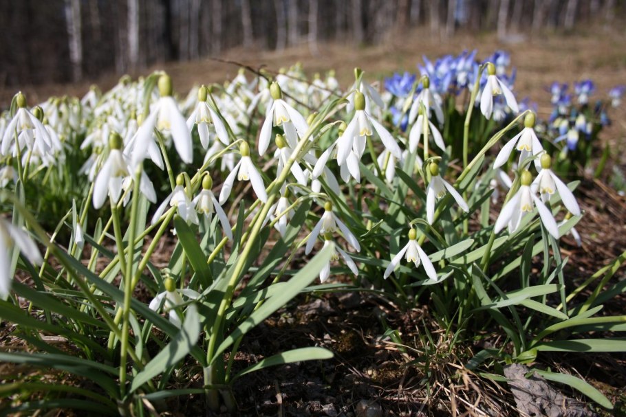 Первоцветы подснежники