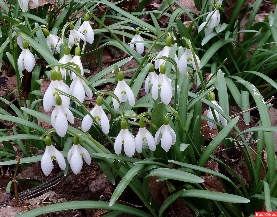 Белоцветник весенний и подснежники