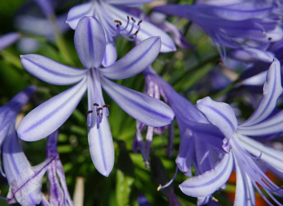 Агапантус Африканский Agapanthus africanus