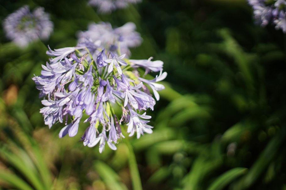 Агапантус Африканский Agapanthus africanus