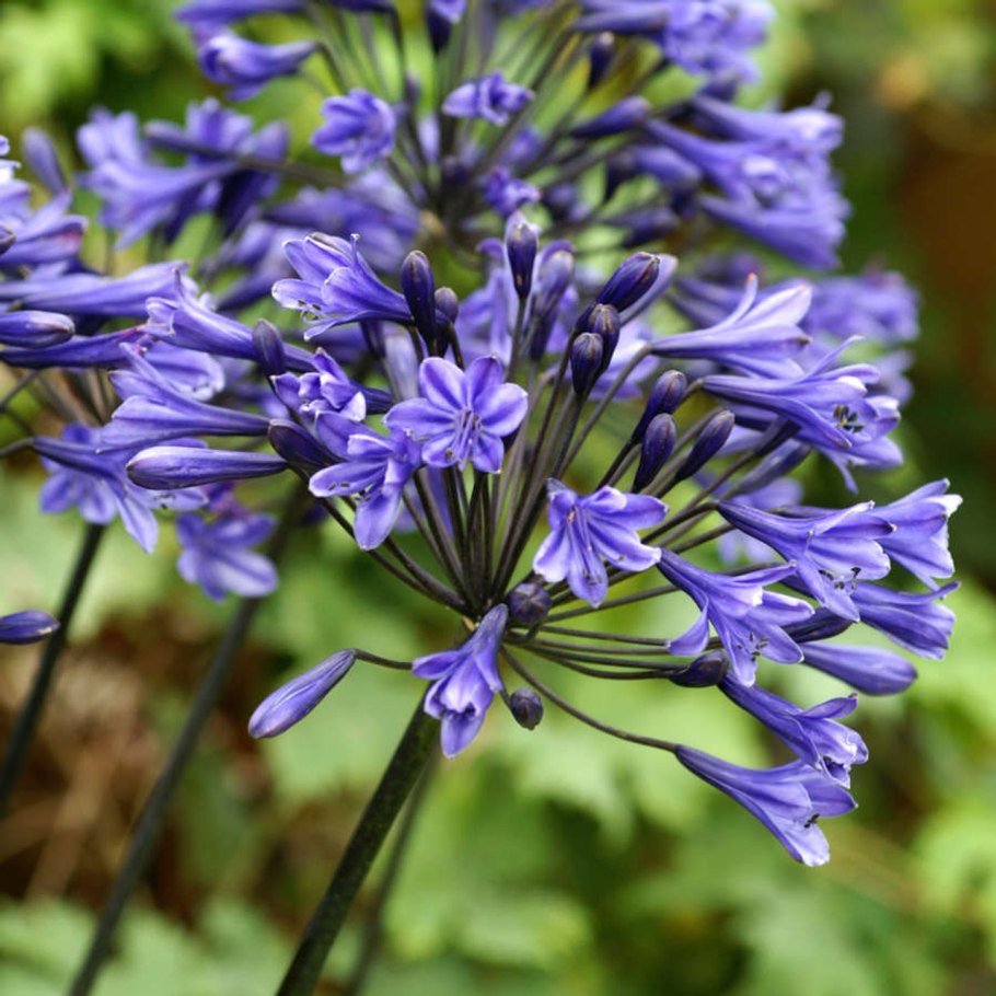 Agapanthus 'White Heaven'