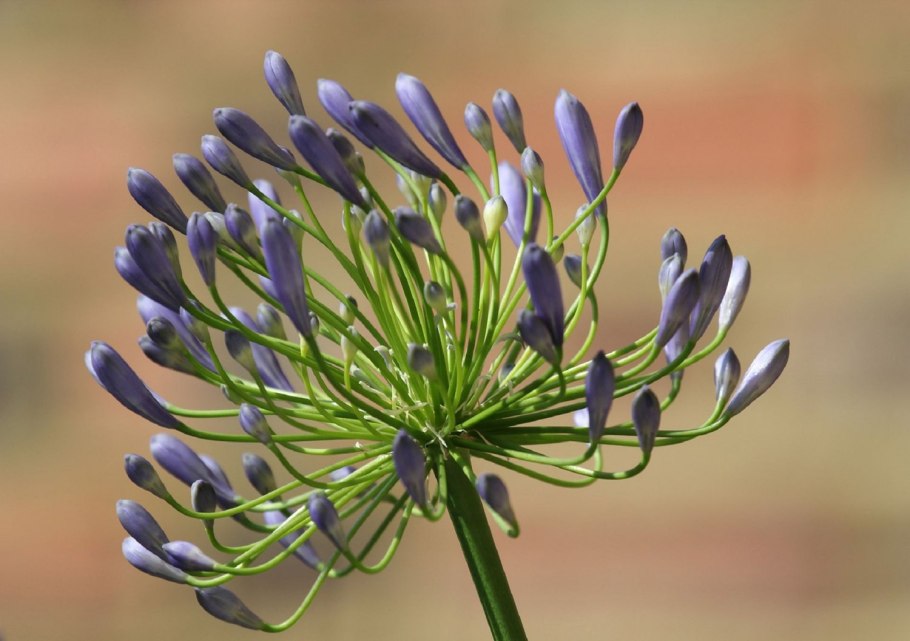 Агапантус Agapanthus Donau