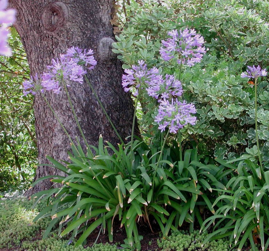 Agapanthus 'Black Buddhist'