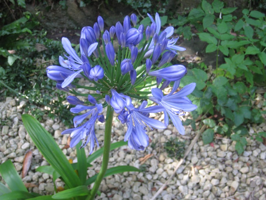 Agapanthus praecox SSP. Minimus, 'Питер Пэн