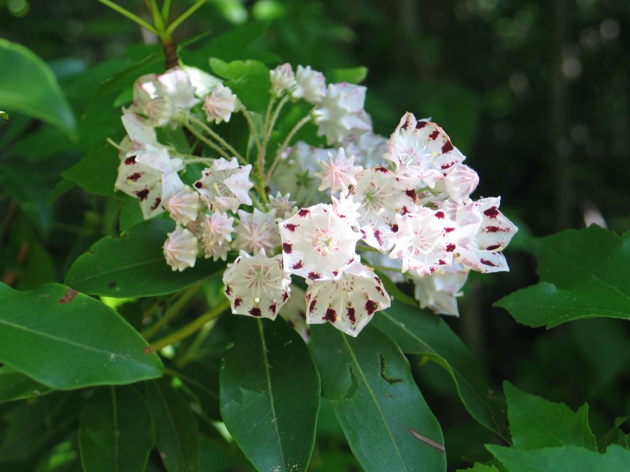 Цветущий кустарник Кальмия