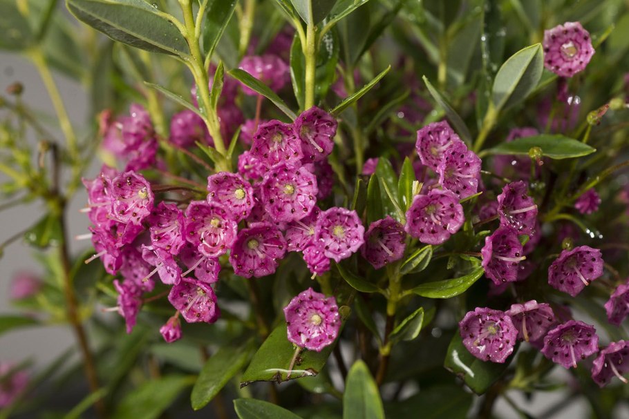 Кальмия широколистная Зебулон