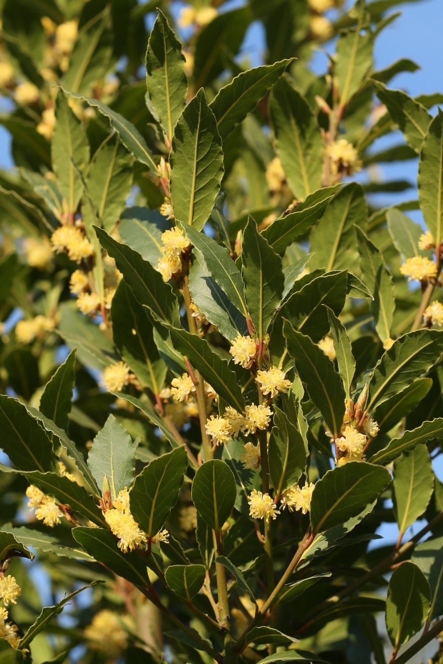 Mountain Laurel leaves