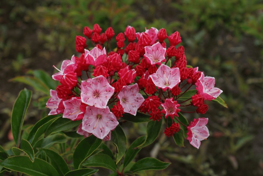 Горный лавр Северная Каролина