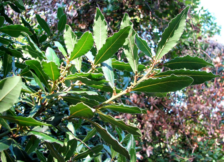 Кальмия Ола