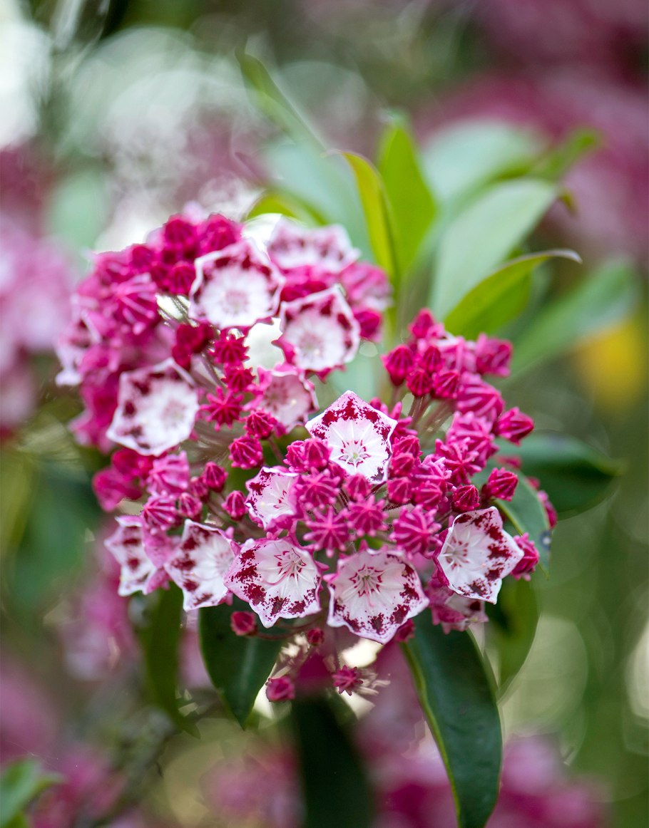 Кальмия широколистная (Kalmia latifolia Latchmin) м9