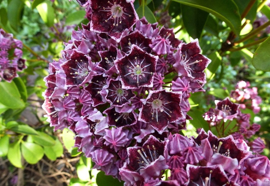 Кальмия (горный лавр)