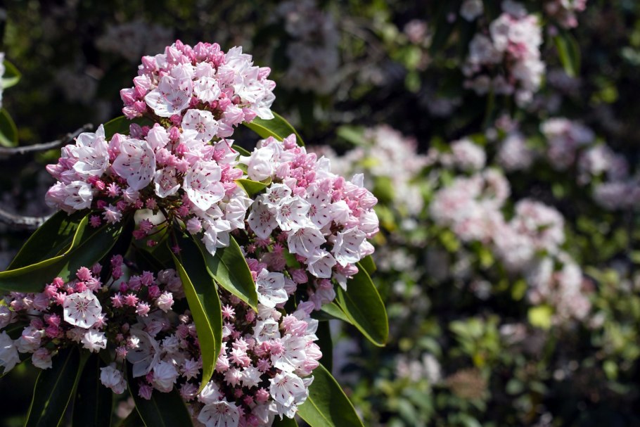 Кальмия широколистная Kalmia latifolia