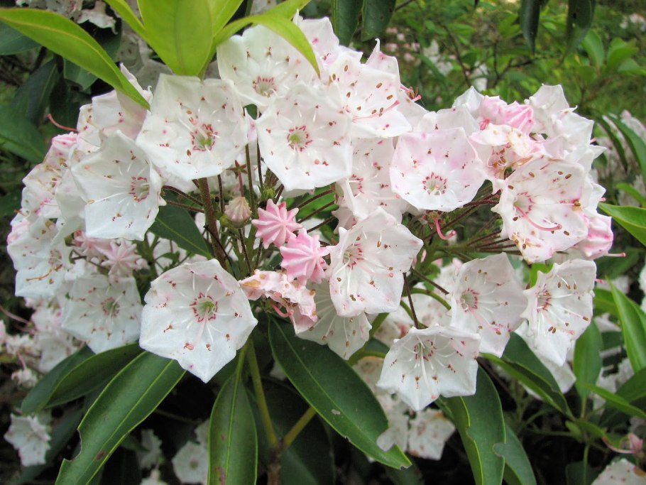 Кальмия широколистная Kalmia latifolia
