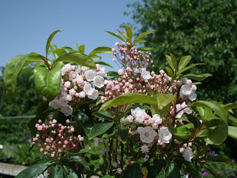 Кальмия узколистная