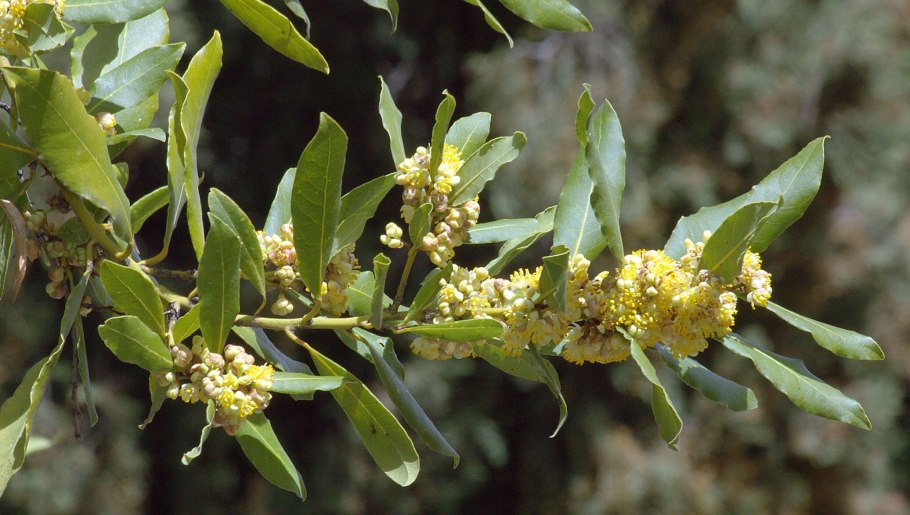 Лавр благородный (laurus nobilis)