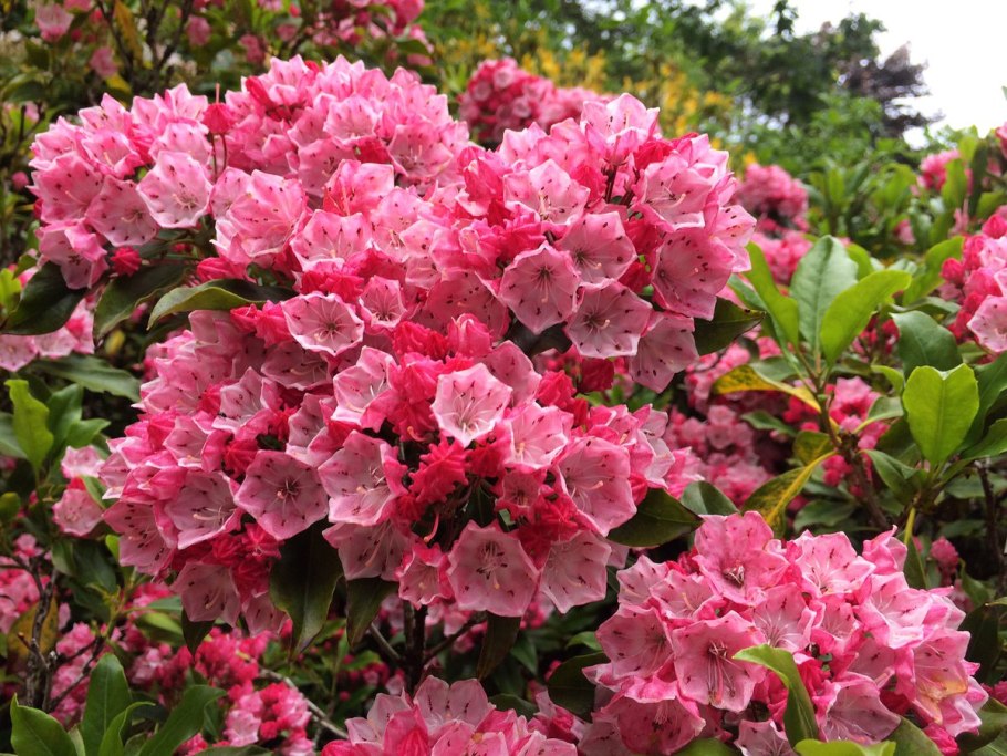 Кальмия Ванилла Крим