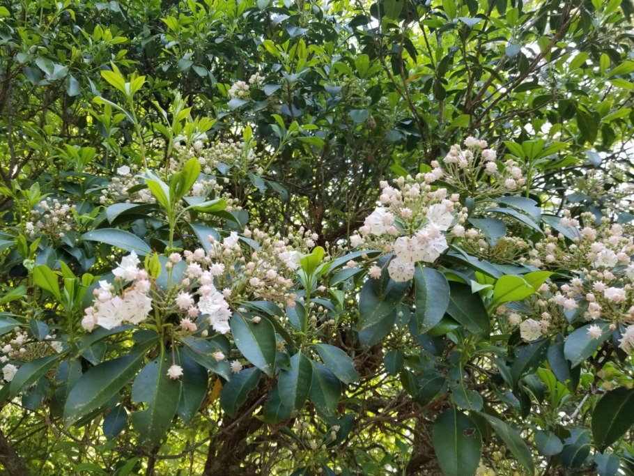 Kalmia latifolia (лавр широколистный)