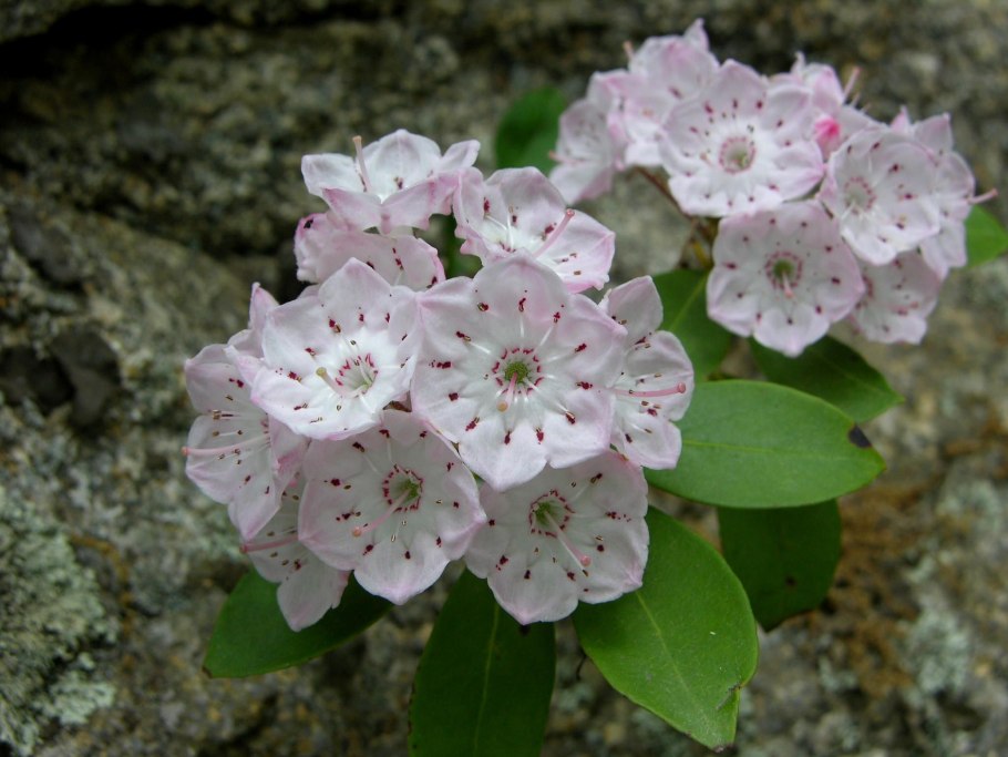 Кальмия широколистная Летшмин