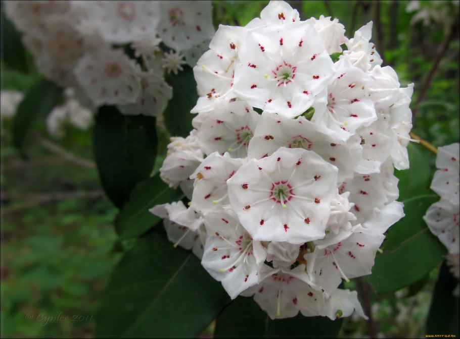 Майское дерево кустарник