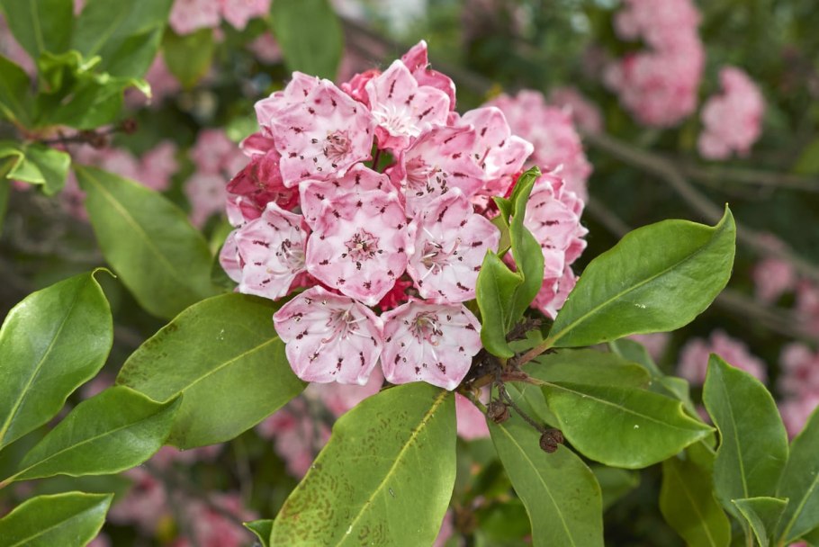 Кальмия (горный лавр)