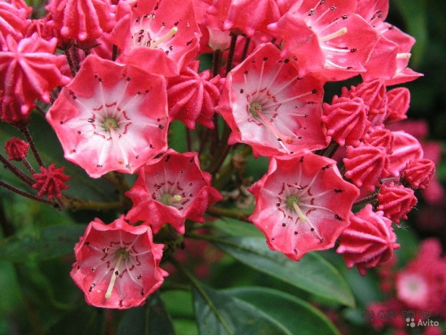 Кальмия Латифолия