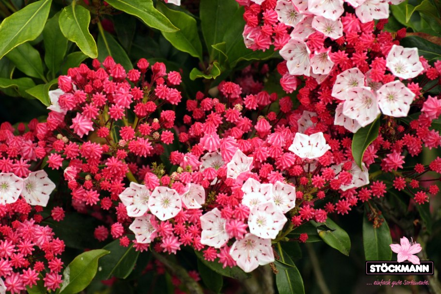 Кальмия (горный лавр)