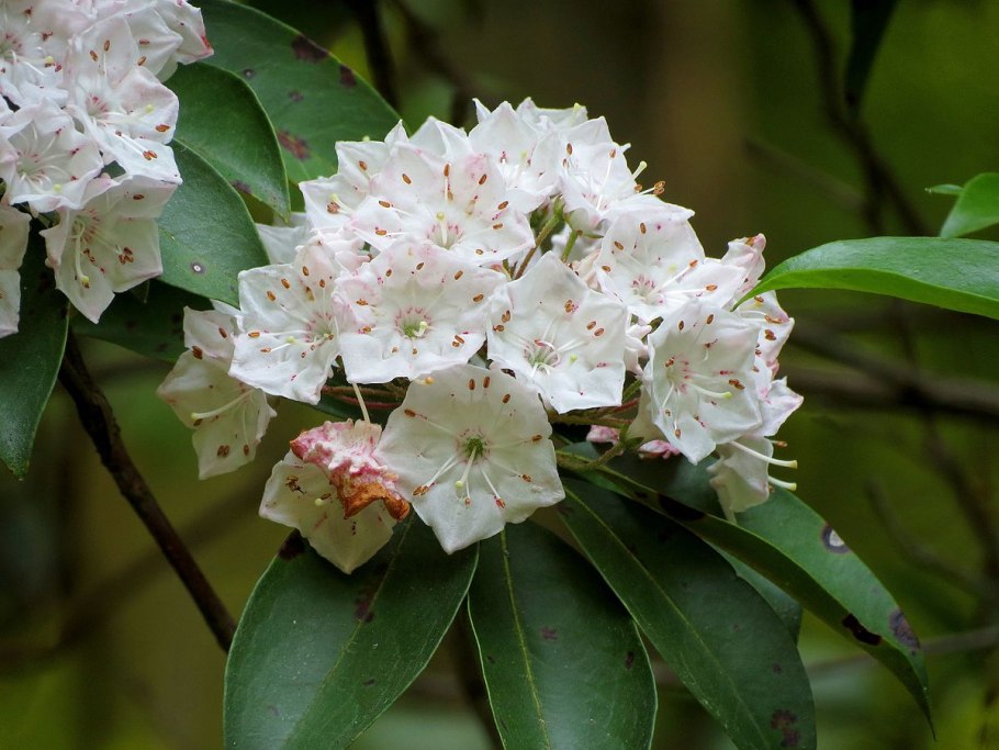 Цветок Кальмия