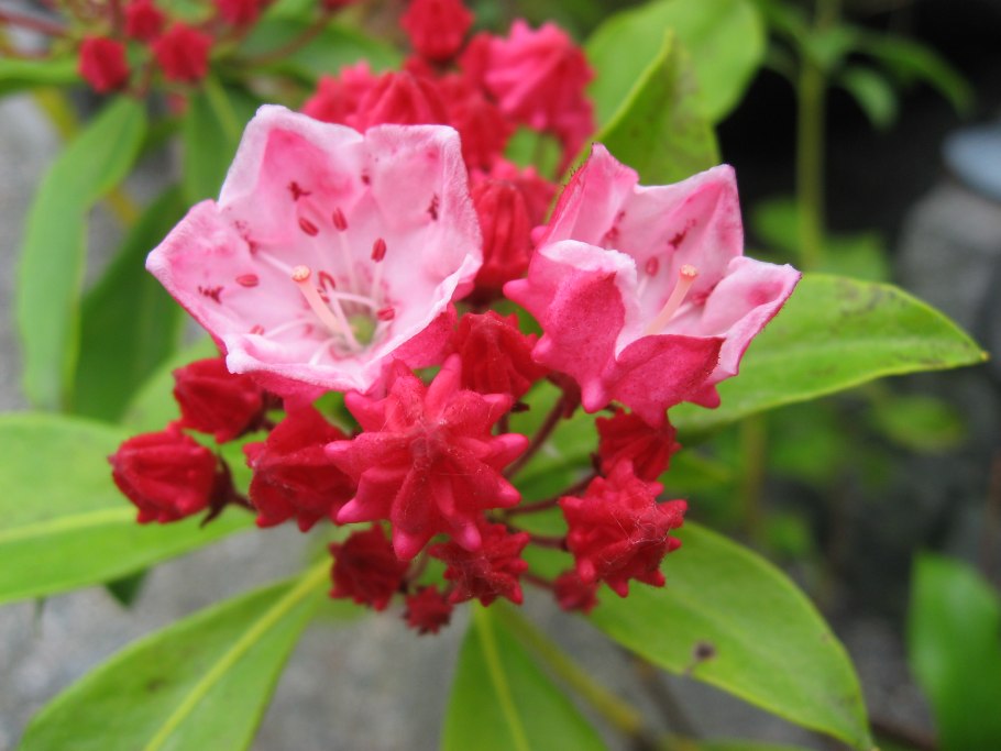 Горный лавр – Mountain Laurel