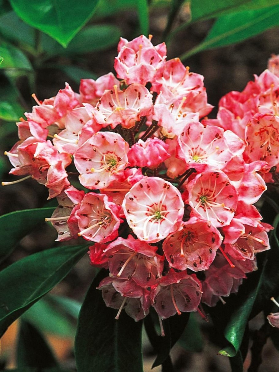 Кальмия Кипсейк