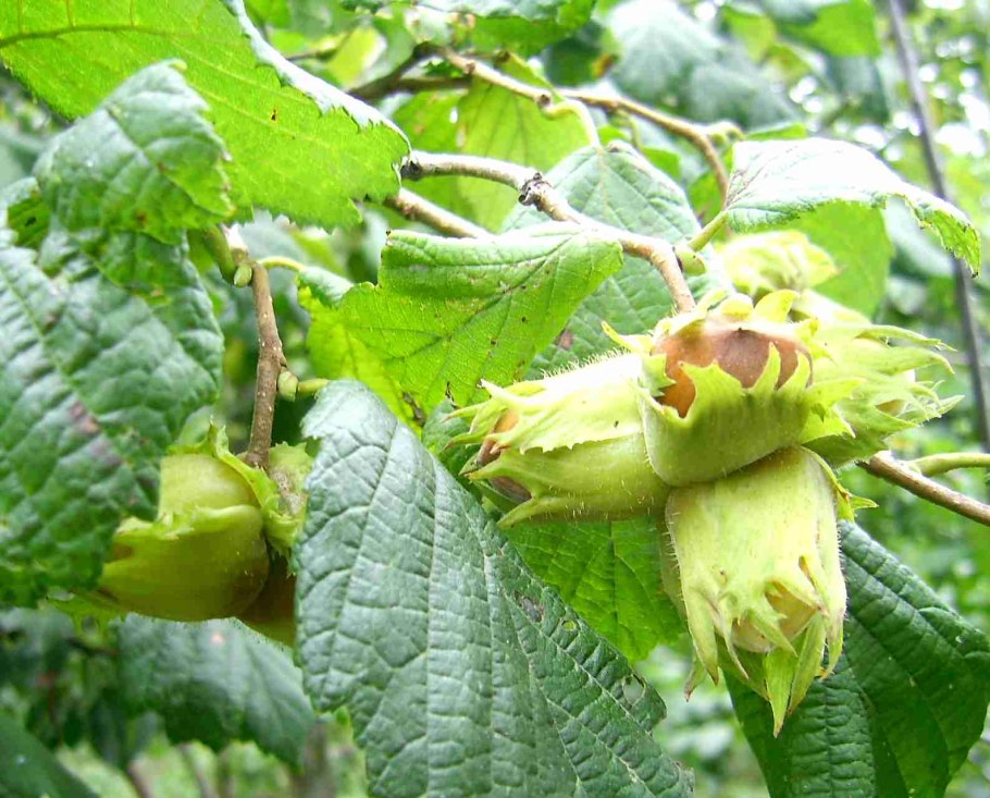 Лещина рогатая Corylus cornuta
