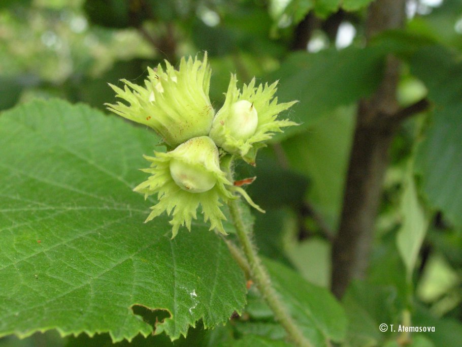 Лещина разнолистная