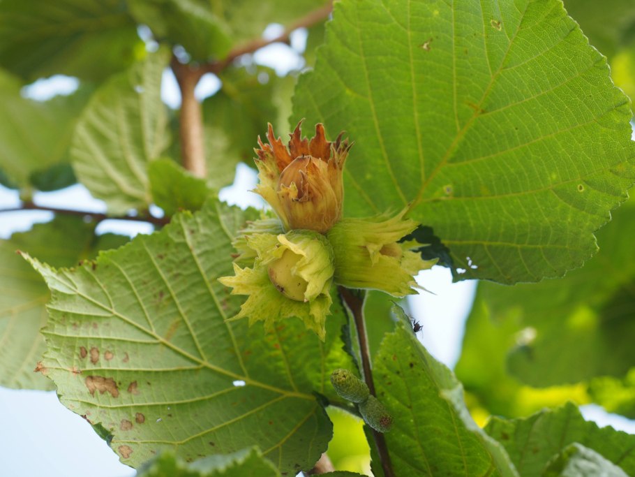Лещина маньчжурская Corylus mandshurica