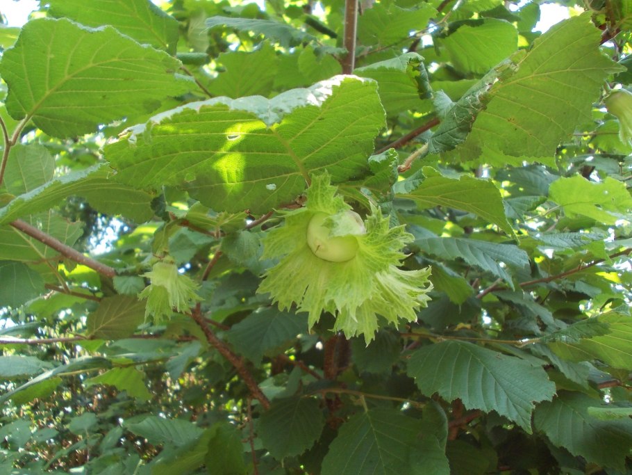 Лещина рогатая Corylus cornuta