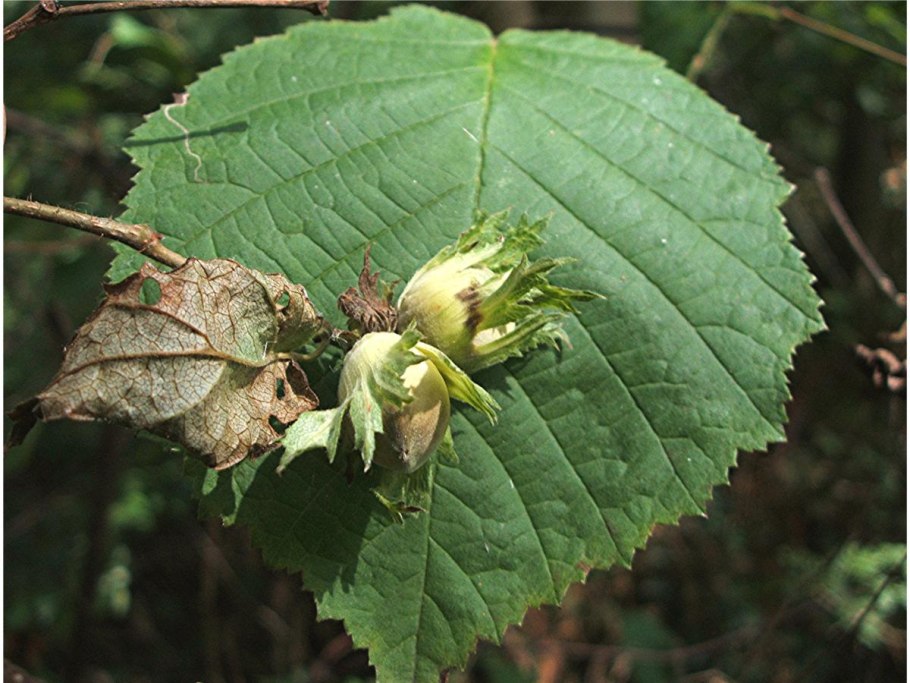 Фундук avellana