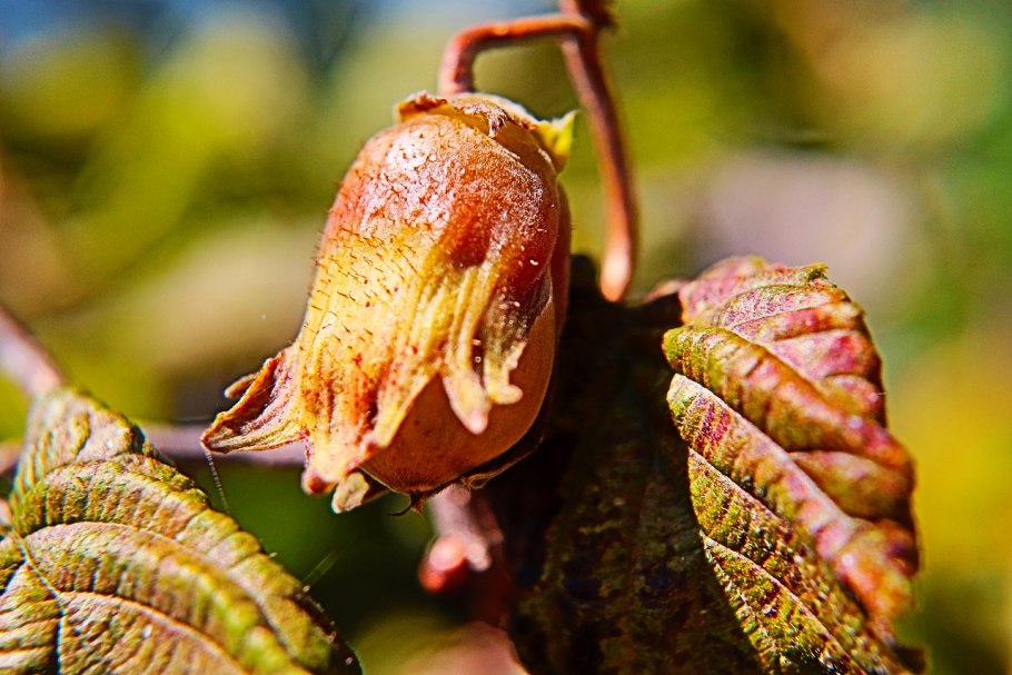 Лещина маньчжурская Corylus mandshurica