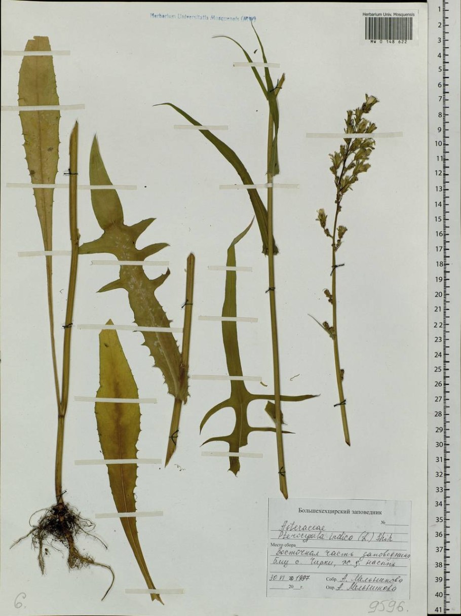 Латук опиумный