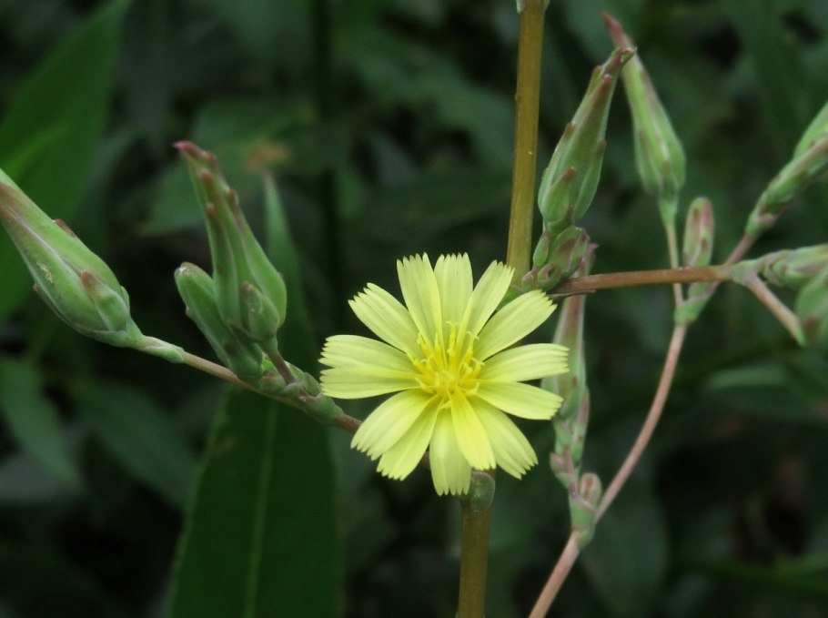 Латук дикий Цветущий