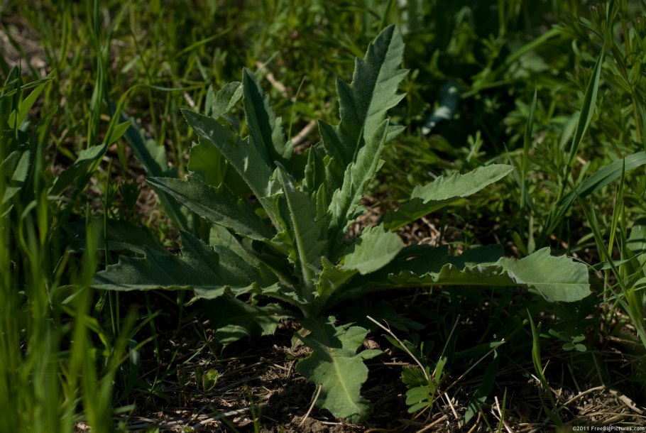 Латук Родина