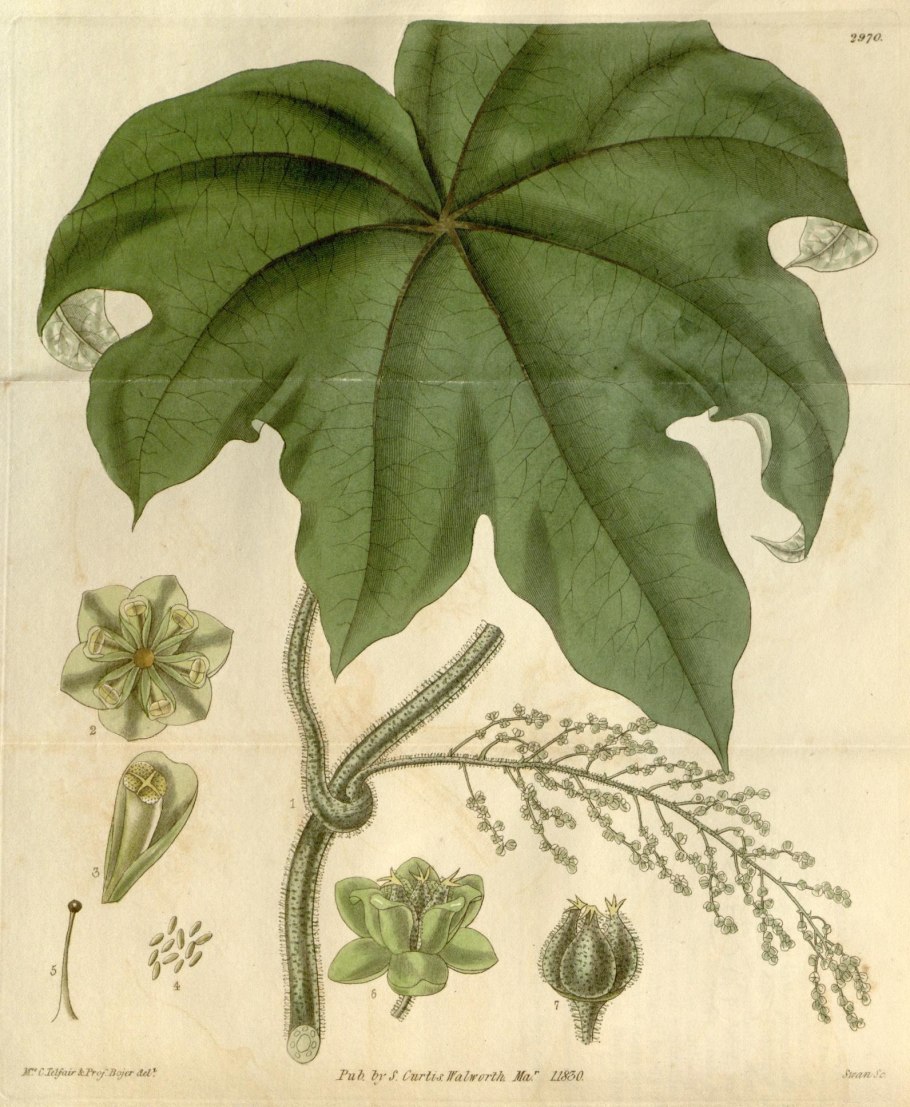 "Lathyrus pratensis" "тычиночная трубка"