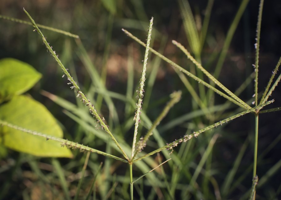Лжепузырник пальчатый