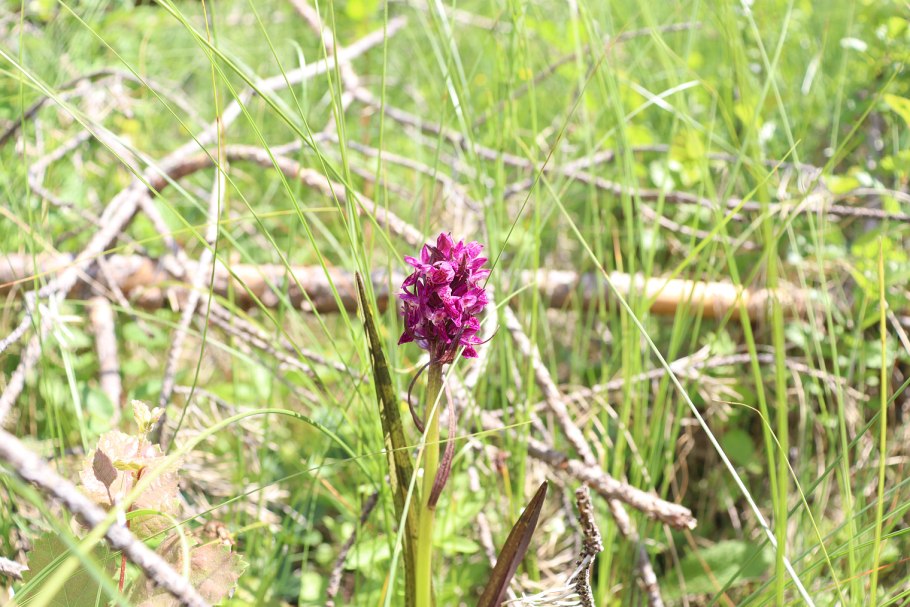 Растения с пальчатыми листьями