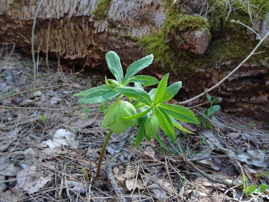 Лжепузырник пальчатый