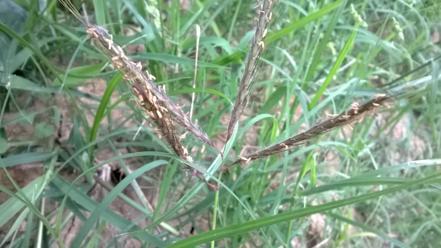 На странице 80 рассмотри изображения финиковой пальмы пихты баобаба