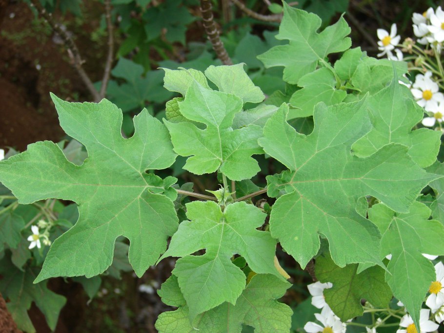 Aesculus woerlitzensis