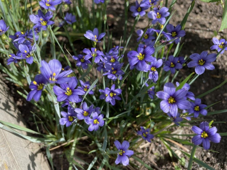 Сисюринхий калифорнийский