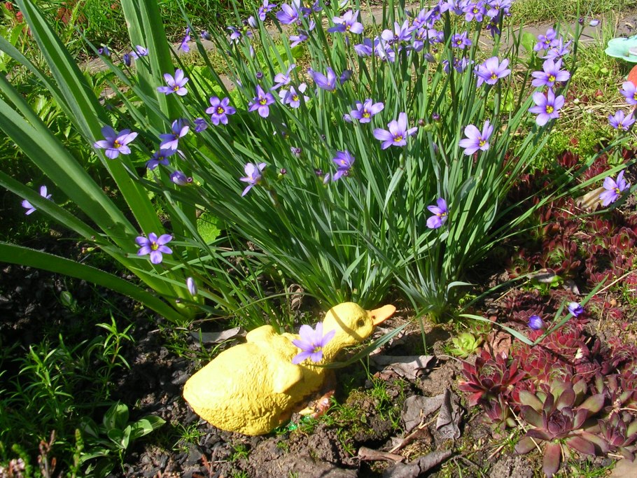 Голубоглазка узколистная